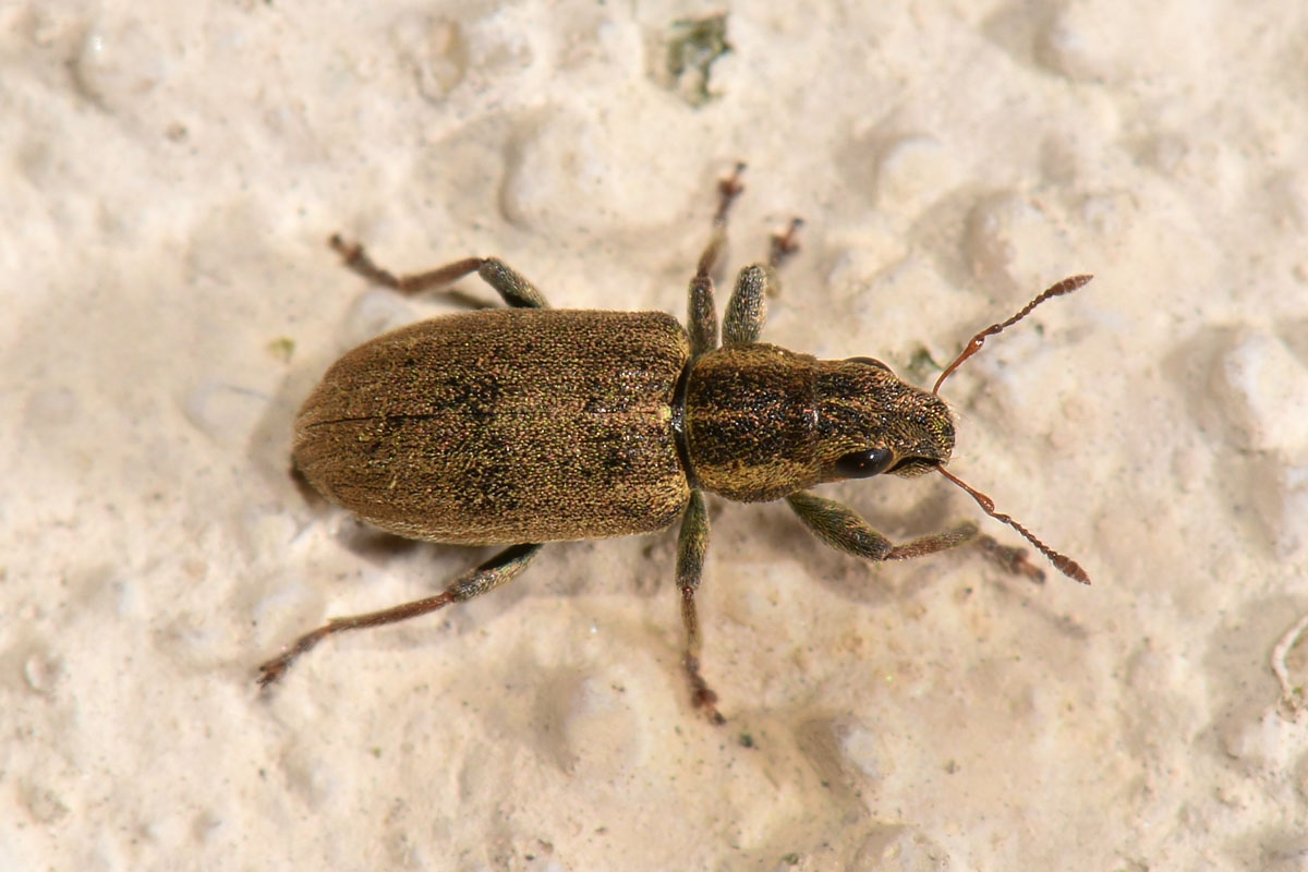 Curculionidae: Sitona lineatus? S !